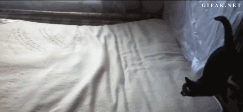 cat-6jPUx.gif