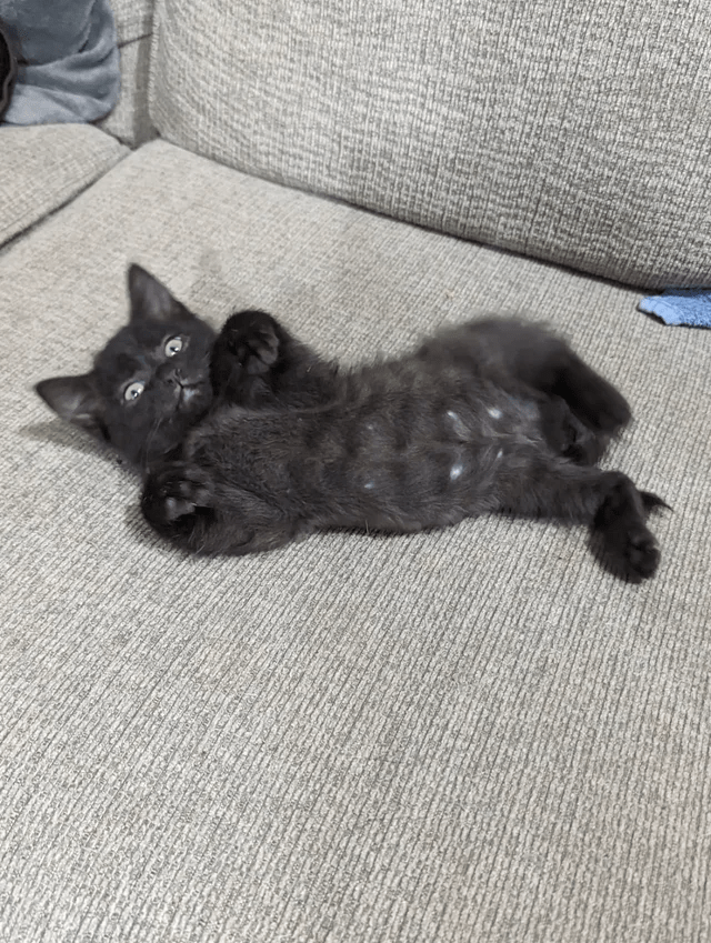cat (7).png