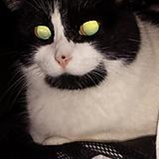 cat alien.jpg