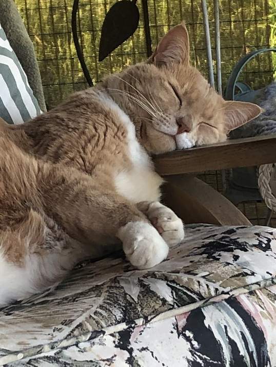 cat arm.jpg