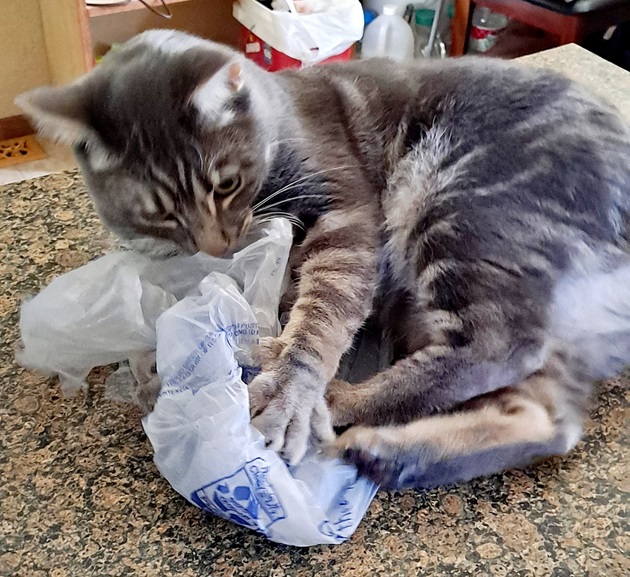cat bag.jpg