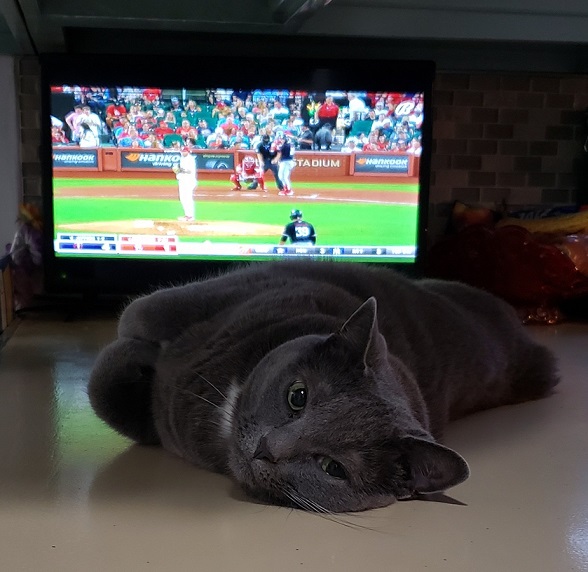 cat baseball.jpg