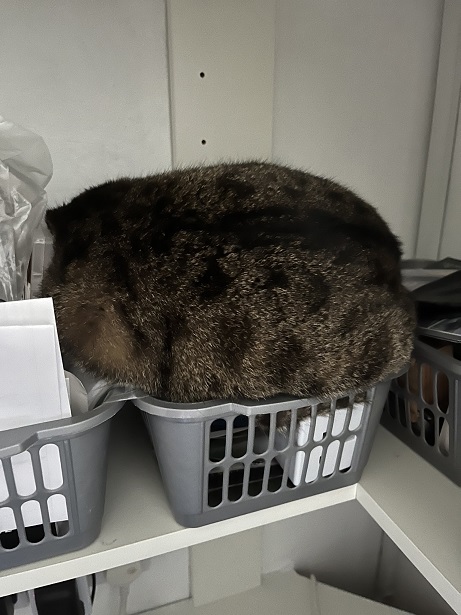 cat basket.jpg