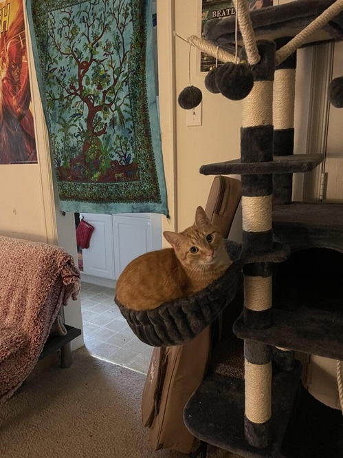 cat basket.jpg