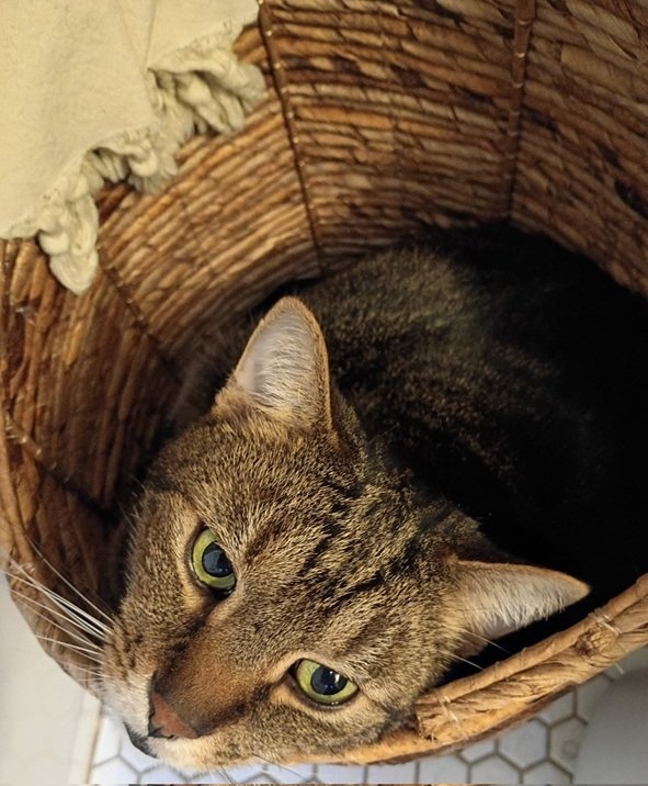 cat basket.jpg