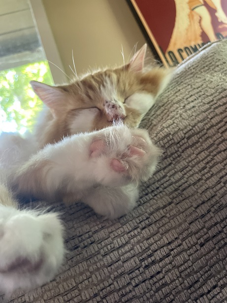 cat beans.jpg