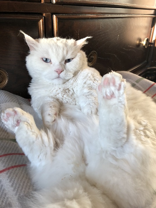 cat beans.jpg