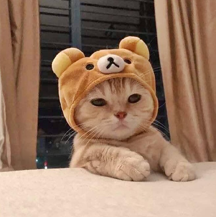 cat bear hat.jpg