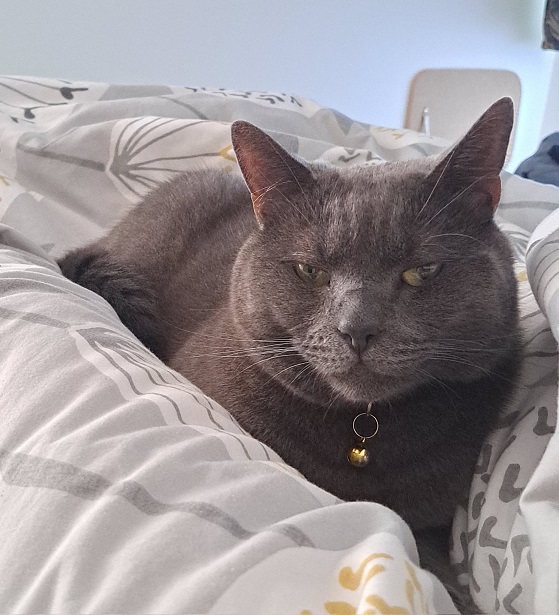 cat bed.jpg