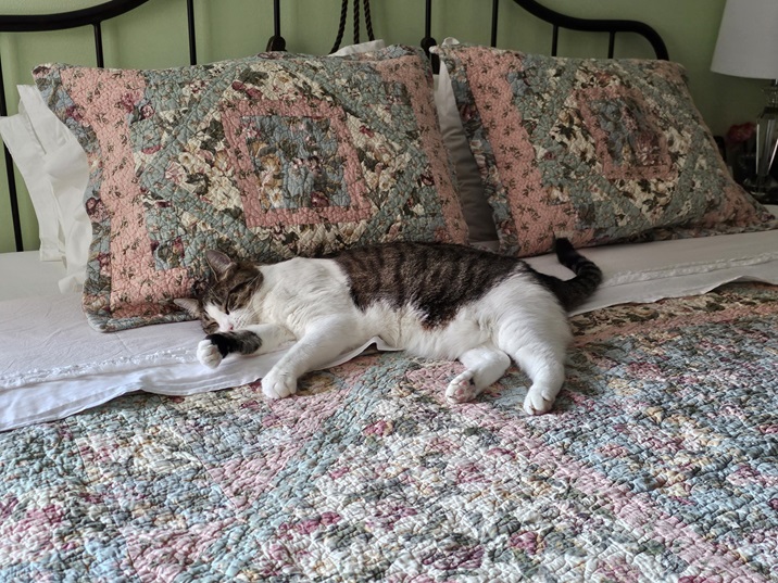 cat bed.jpg