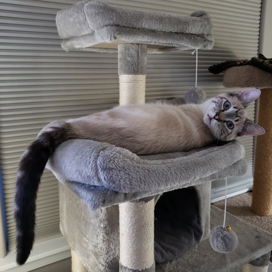 cat bed tree.jpg