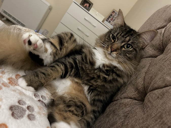 cat belly 2.jpg
