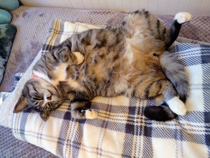 cat belly.jpg