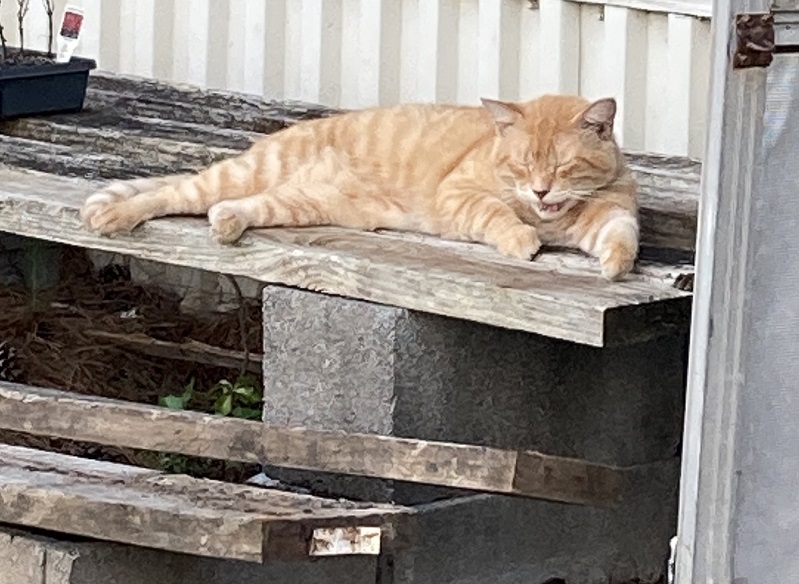 cat bench.jpg