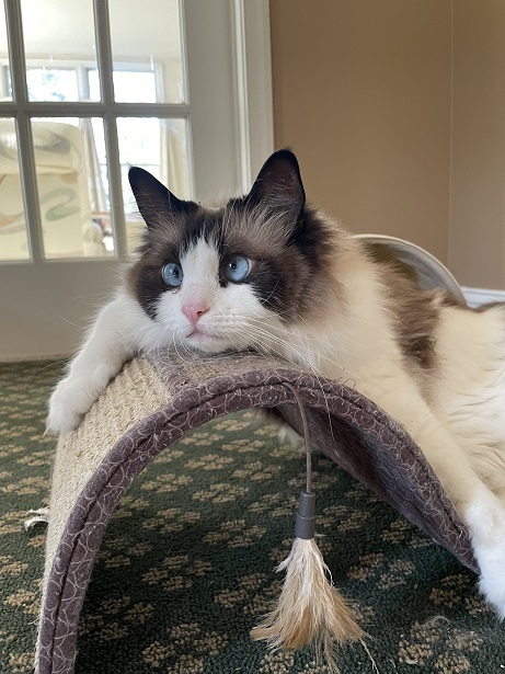cat big eyes.jpg