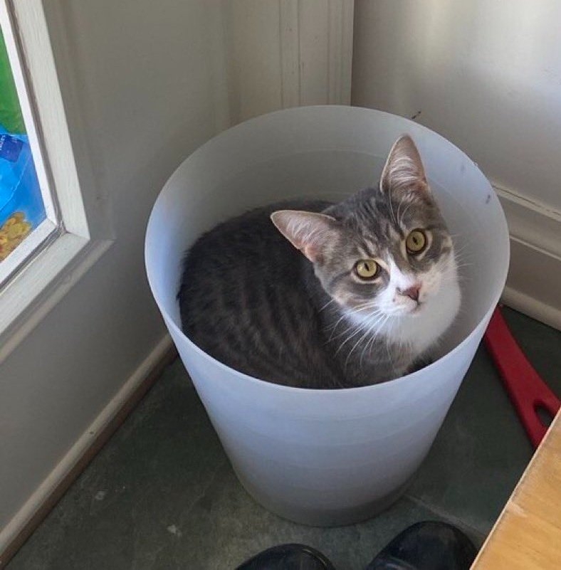 cat bin.jpg