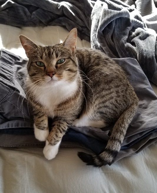 cat blanket.jpg