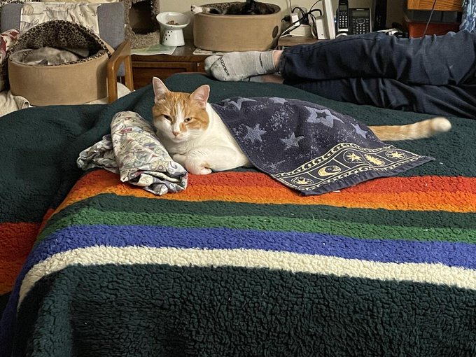 cat blanket.jpg