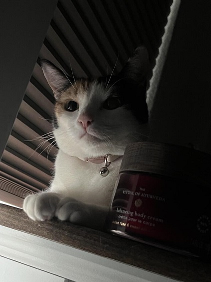 cat blinds.jpg