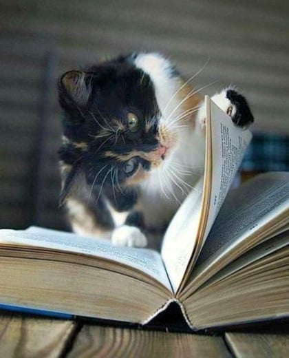 cat book.jpg