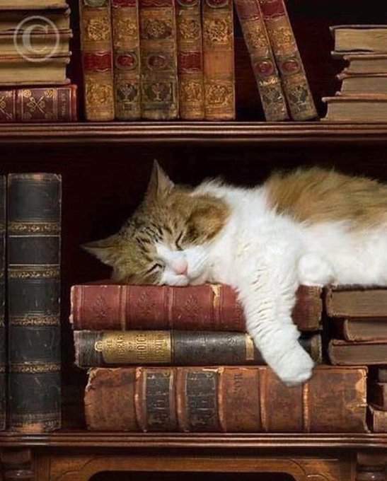 cat books.jpg