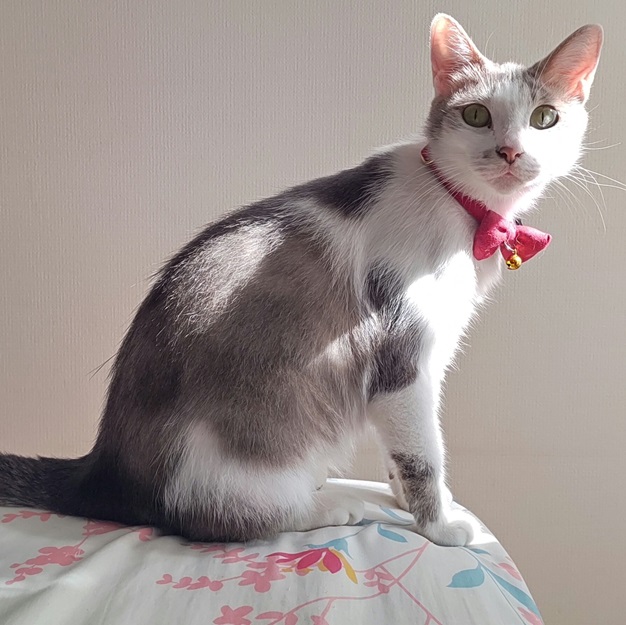 cat bow.jpg