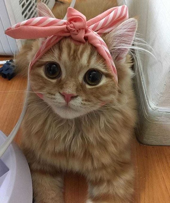 cat bow.jpg