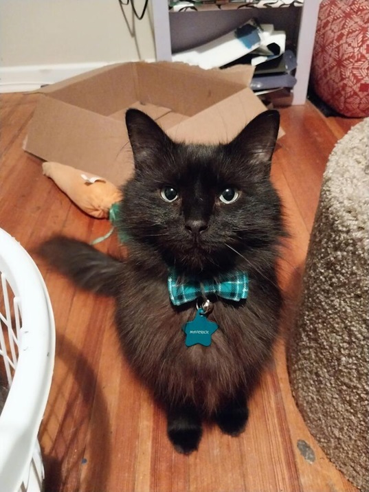 cat bow tie.jpg
