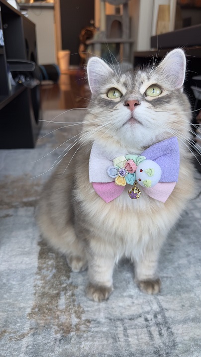 cat bowtie.jpg