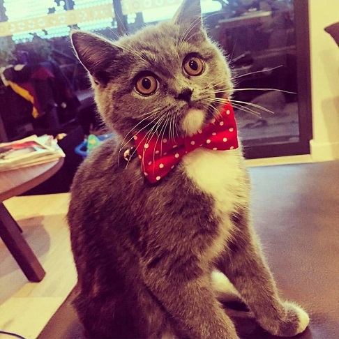 cat bowtie.jpg