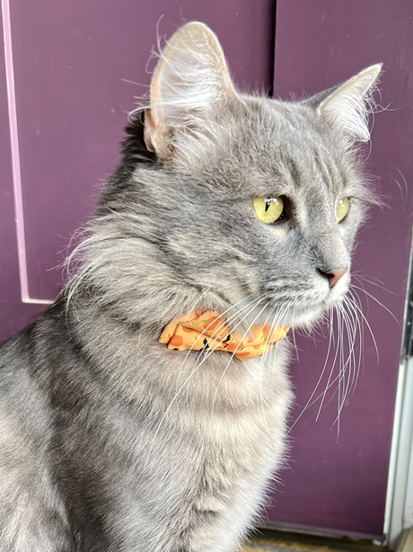 cat bowtie.jpg