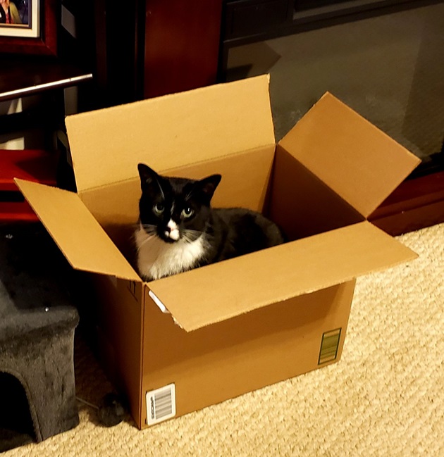 cat box.jpg