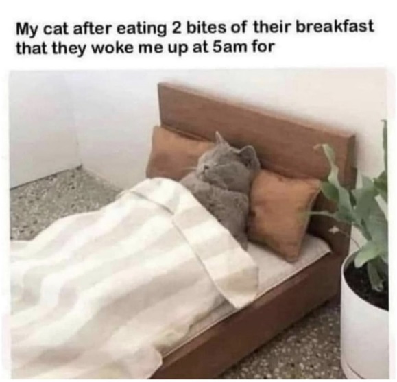 cat brkfst.jpg