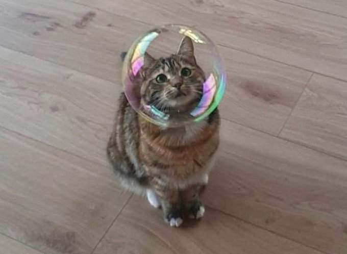 cat bubble.jpg