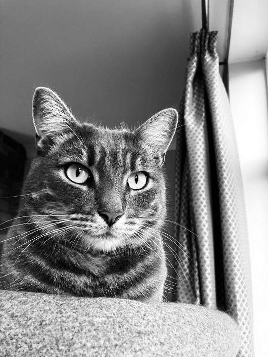 cat bw pic.jpg