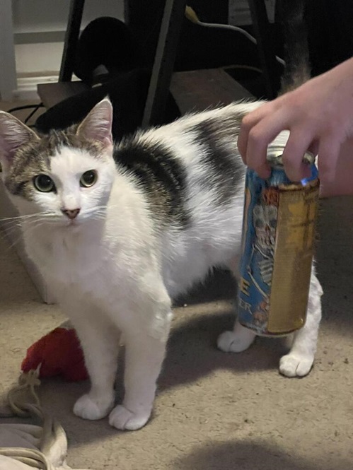 cat can.jpg