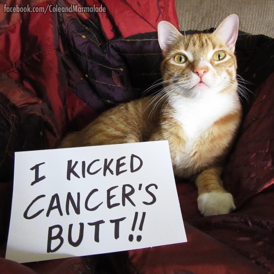 cat cancer.jpg