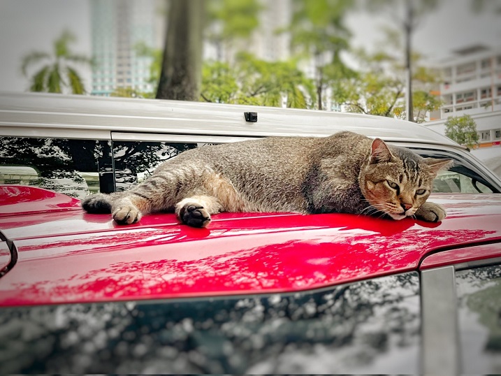 cat car.jpg