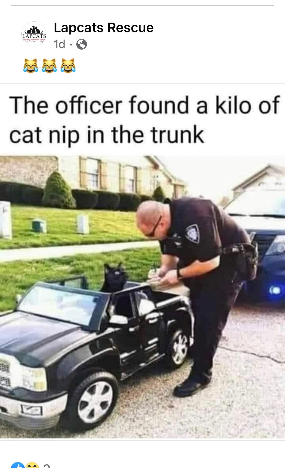 cat car.jpg