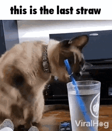 cat-cat-meme.gif