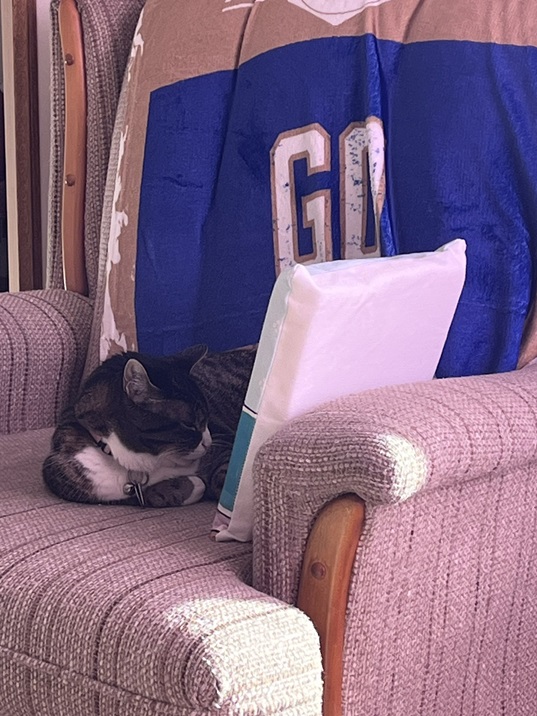 cat chair 2.jpg