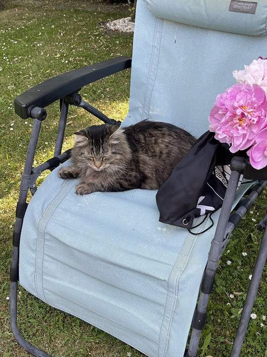 cat chair.jpg