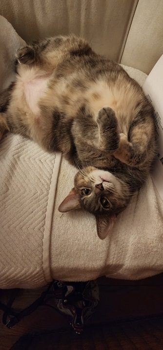 cat chair.jpg