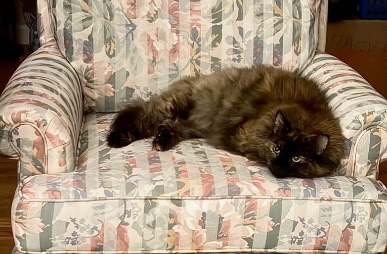 cat chair.jpg