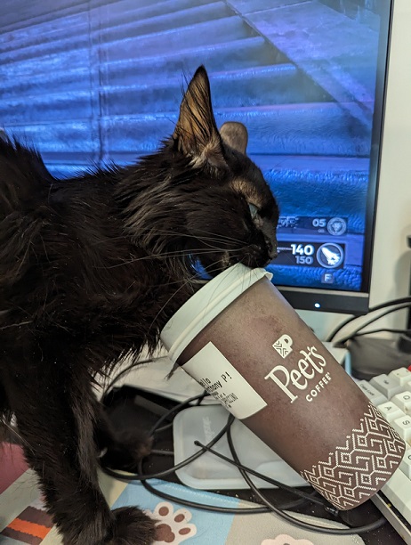 cat coffee.jpg