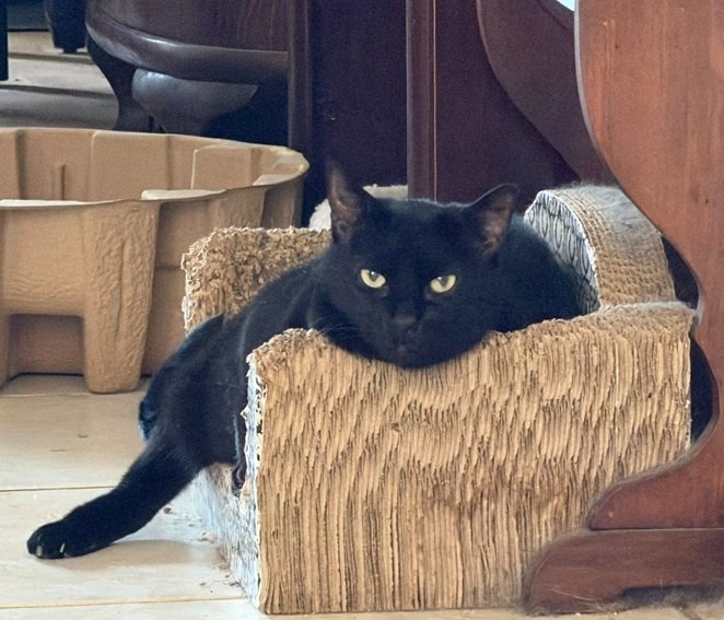 cat copuch.jpg