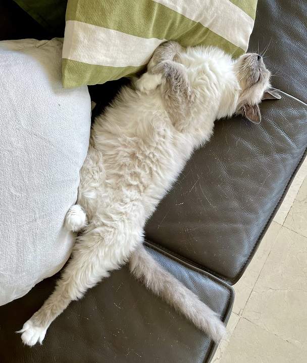 cat couch.jpg
