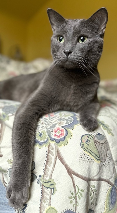 cat couch.jpg