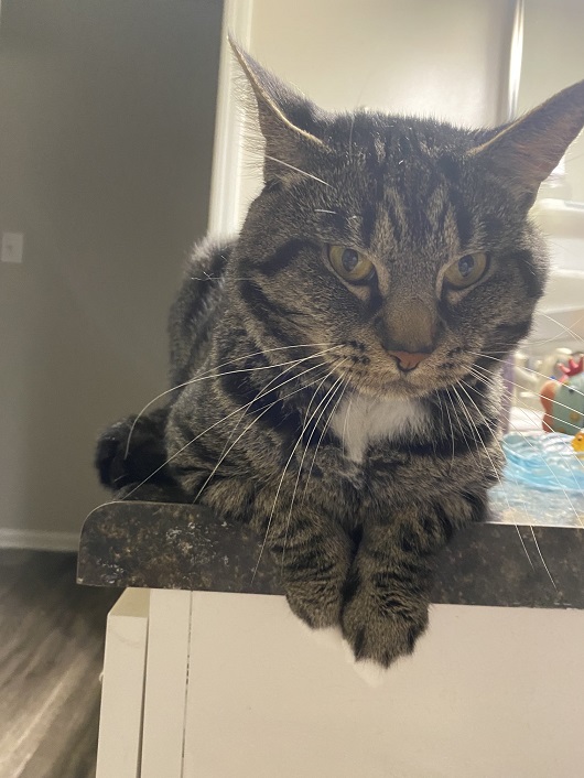 cat counter.jpg