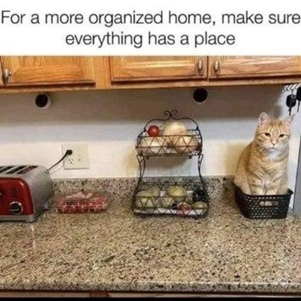 cat counter.jpg